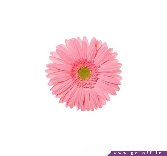 عکس گل جدید - گل ژربرا ماروسیا - Gerbera | گل آف
